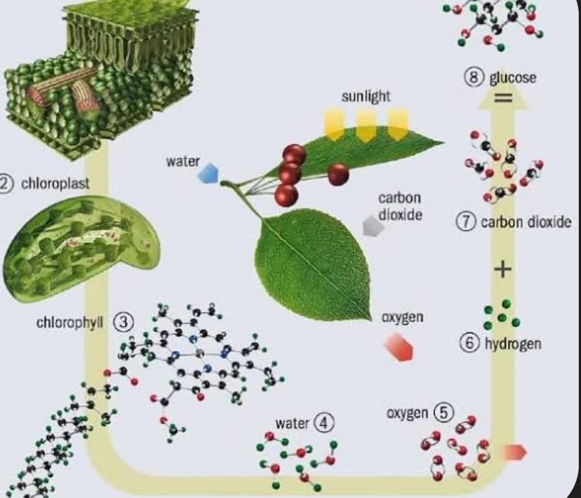 فتوسنتز و کوانتوم