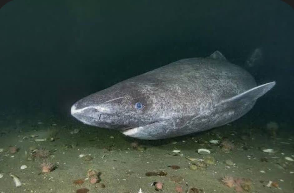 کوسه گرینلند