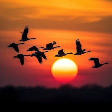 پرندگان مهاجر