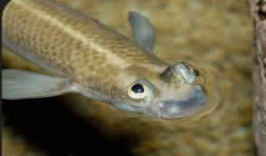 ماهی چهار چشم