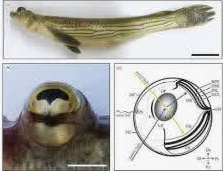 چشم ماهی چهار چشم